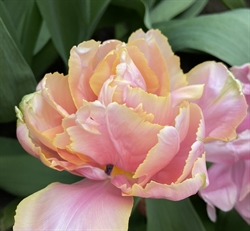 Tulipan Pink Star 8 løg